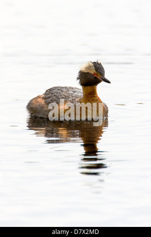 Cornuto svasso, Svasso della Slavonia, Podiceps azurites, su un lago tundra nella sezione occidentale del Parco Nazionale di Denali, Alaska, STATI UNITI D'AMERICA Foto Stock