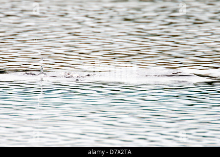 Diving duck crea ondulazioni in un lago tundra nella sezione occidentale del Parco Nazionale di Denali, Alaska, STATI UNITI D'AMERICA Foto Stock