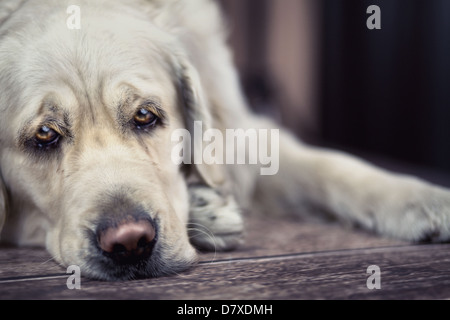 Gli occhi tristi di grande luce cane Foto Stock