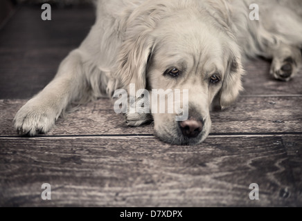 Cane amichevole in attesa per il suo master di occupato Foto Stock