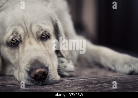 Triste cane in attesa di master di occupato Foto Stock