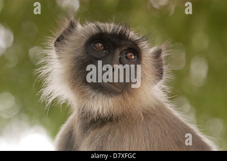 Hanuman langur (Semnopithecus dussumieri) closeup Foto Stock