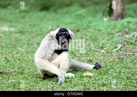 Seduta di scimmia per cercare cibo nell'erba verde. Foto Stock