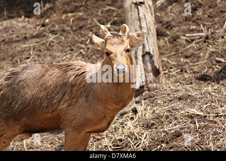 Il cervo selvatico stanno fissando con grande interesse. Foto Stock