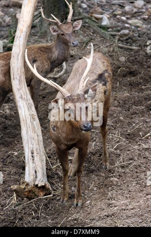 Il cervo selvatico stanno fissando con grande interesse. Foto Stock