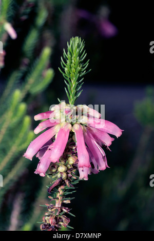 Erica verticillata-famiglia Ericaceae- estinto nel selvaggio Foto Stock