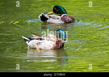 Germani reali Foto Stock