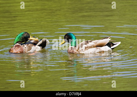 Germani reali Foto Stock