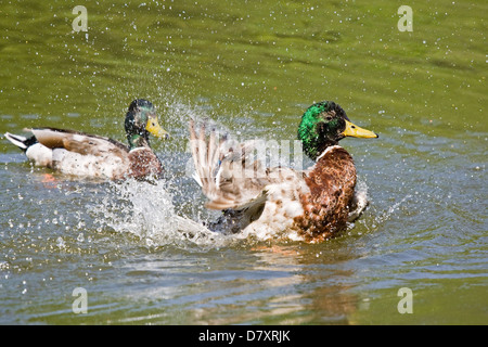 Germani reali Foto Stock