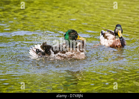 Germani reali Foto Stock