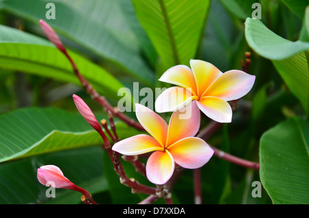 Close up di frangipani fiore o Leelawadee fiore che sboccia sulla struttura ad albero Foto Stock