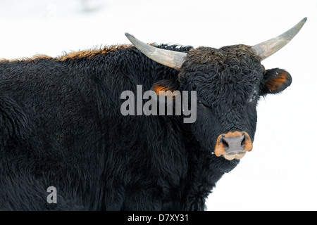 Ritratto di bestiame Foto Stock