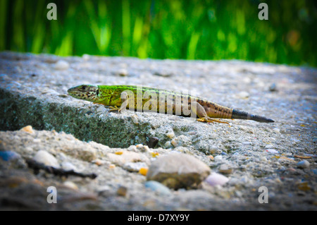 Lizard strisciando sulle pietre Foto Stock