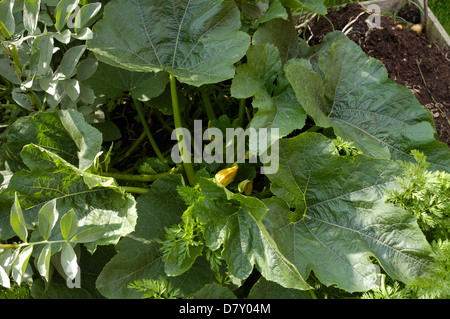 Impianto di midollo (verde lungo la boccola 2 - Migliore) cresce in giardino Foto Stock