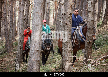 A Ezcaray, La Rioja, Spagna. 14 maggio 2013. Muli trascinando abbattuto tronchi di pini durante il diradamento forestale, vicino a Ezcaray, La Rioja, Spagna. Rimozione di tronchi a dorso di mulo comporta meno danni ambientali di foresta rimanente rispetto a metodi meccanici. Foto di James Sturcke/Alamy Live News Foto Stock