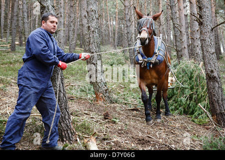 A Ezcaray, La Rioja, Spagna. 14 maggio 2013. Muli trascinando abbattuto tronchi di pini durante il diradamento forestale, vicino a Ezcaray, La Rioja, Spagna. Rimozione di tronchi a dorso di mulo comporta meno danni ambientali di foresta rimanente rispetto a metodi meccanici. Foto di James Sturcke/Alamy Live News Foto Stock