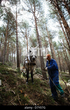 A Ezcaray, La Rioja, Spagna. 14 maggio 2013. Muli trascinando abbattuto tronchi di pini durante il diradamento forestale, vicino a Ezcaray, La Rioja, Spagna. Rimozione di tronchi a dorso di mulo comporta meno danni ambientali di foresta rimanente rispetto a metodi meccanici. Foto di James Sturcke/Alamy Live News Foto Stock