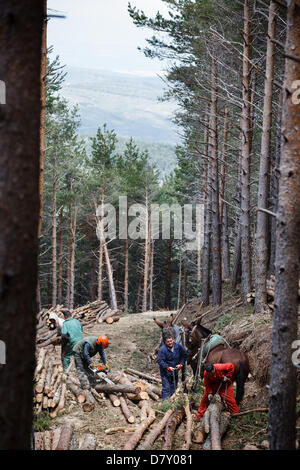 A Ezcaray, La Rioja, Spagna. 14 maggio 2013. Muli trascinando abbattuto tronchi di pini durante il diradamento forestale, vicino a Ezcaray, La Rioja, Spagna. Rimozione di tronchi a dorso di mulo comporta meno danni ambientali di foresta rimanente rispetto a metodi meccanici. Foto di James Sturcke/Alamy Live News Foto Stock