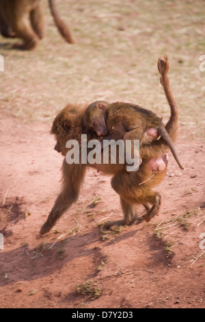 Hamadryas Baboon Papio hamadryas singolo adulto in esecuzione con juvenille sul retro UK, Captive Foto Stock