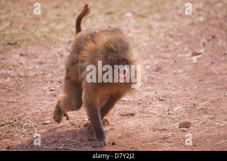 Hamadryas Baboon Papio hamadryas singolo adulto in esecuzione con juvenille sul retro UK, Captive Foto Stock