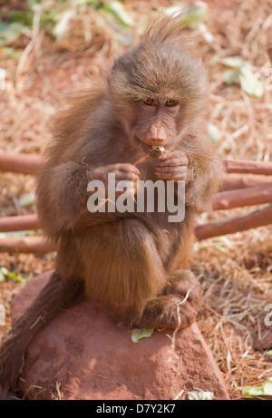 Hamadryas Baboon Papio hamadryas singolo adulto femail mangiare UK, captive Foto Stock