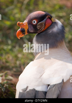 King Vulture Sarcoramphus papa ritratto del singolo adulto UK, Captive Foto Stock