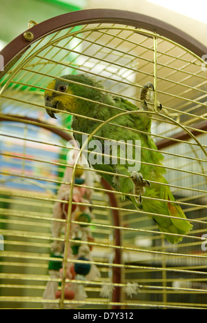 Blue-Fronted Amazon Parrot Amazon aestiva singolo adulto in una gabbia REGNO UNITO Foto Stock