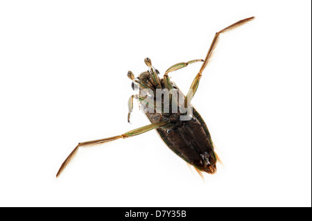 Avvistato backswimmer / chiazzato backswimmer / Pepati acqua barcaiolo (Notonecta maculata) su sfondo bianco Foto Stock