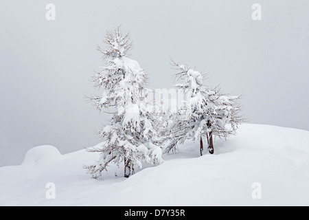 Europeo di alberi di larice (Larix decidua) nella neve in inverno, il Parco Nazionale del Gran Paradiso, Valle d'Aosta, Italia Foto Stock