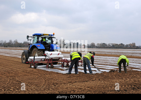 Ancoraggio di nastri di polietilene prevista a copertura di sementi di granturco dolce e caldo della terra. Lucidare i lavoratori immigrati. Foto Stock