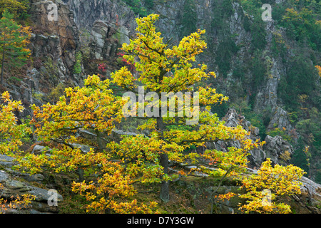 Rovere / Cornish quercia / botti di quercia (Quercus petraea / Quercus sessiliflora) in Autunno colori Foto Stock