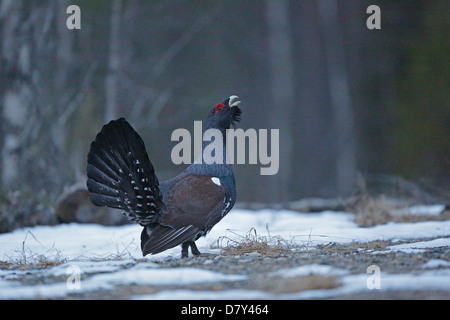 Maschio di Gallo cedrone visualizzazione in corrispondenza di un sito di lek in Finlandia Foto Stock