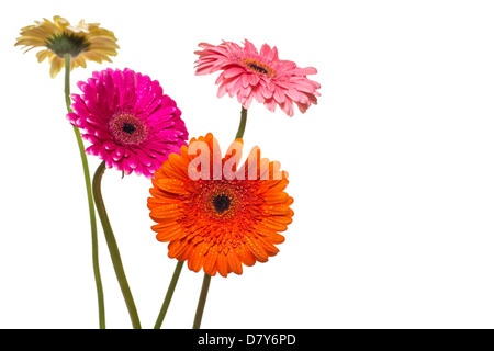 Grande bellissima gerbera fiori su sfondo bianco Foto Stock