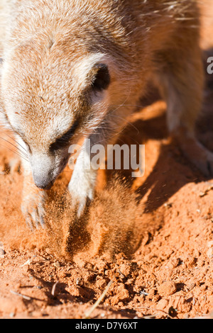 suricat Foto Stock