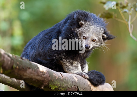 Bearcat Foto Stock