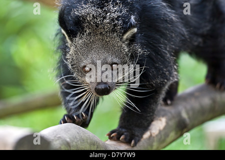 Bearcat Foto Stock