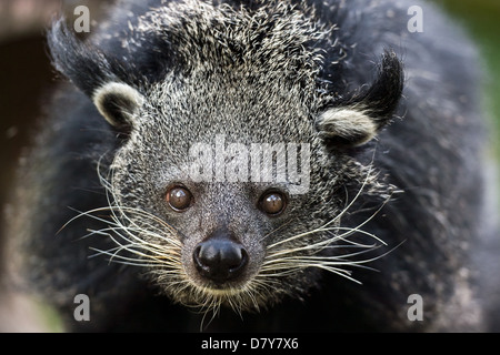 Bearcat Foto Stock