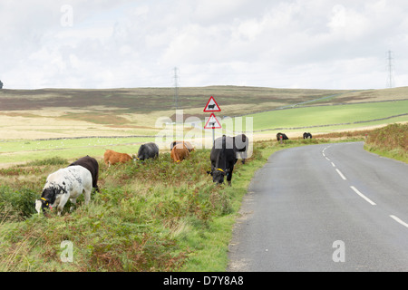 Indossare capi di bestiame ad alta visibilità collari alla strada di ridurre il rischio di incidenti, che pascolano sulla unfenced orlo del B6261 in Cumbria. Foto Stock