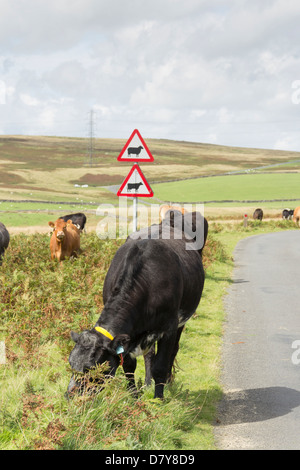 Indossare capi di bestiame ad alta visibilità collari alla strada di ridurre il rischio di incidenti, che pascolano sulla unfenced orlo del B6261 in Cumbria. Foto Stock