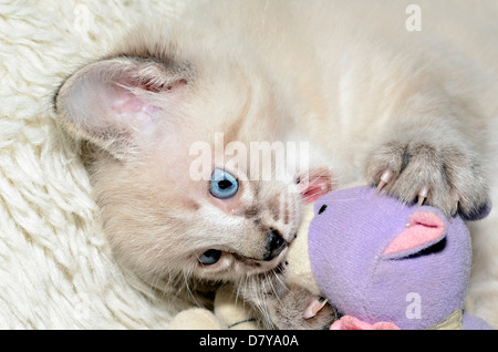 Un simpatico siamesi, Balinese razza mista gattino gioca con i suoi animali impagliati. Foto Stock