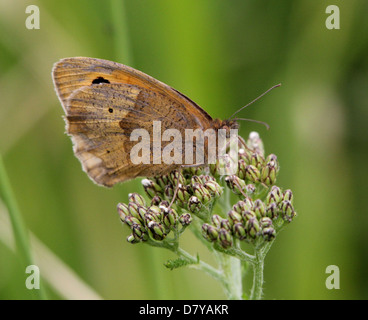 In prossimità di un prato marrone (Maniola jurtina) farfalla in posa su un fiore Foto Stock