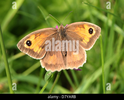 In prossimità di un prato femmina marrone (Maniola jurtina) farfalla in posa con ali aperte su un trifoglio rosso fiore Foto Stock