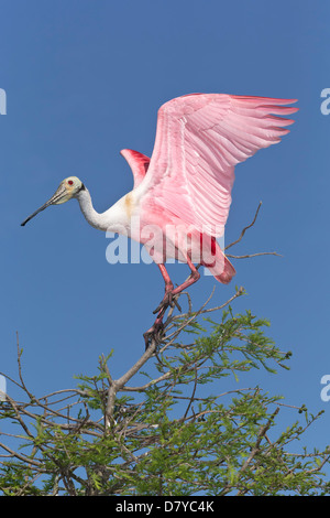 Roseate Spoonbill - allevamento maturo piumaggio adulto Foto Stock