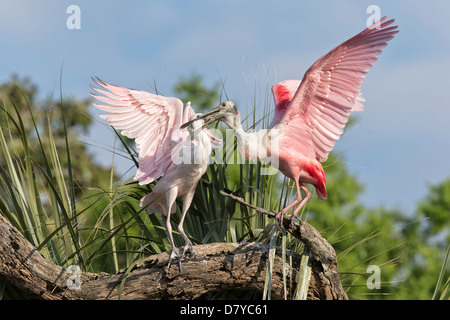 Roseate Spoonbill - adulto alimentazione sviluppato di recente pulcino Foto Stock