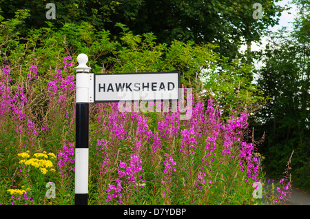 Rosebay Willowherb crescente dietro un cartello stradale di Hawkshead nel Parco Nazionale del Distretto dei Laghi, Cumbria, Inghilterra. Foto Stock