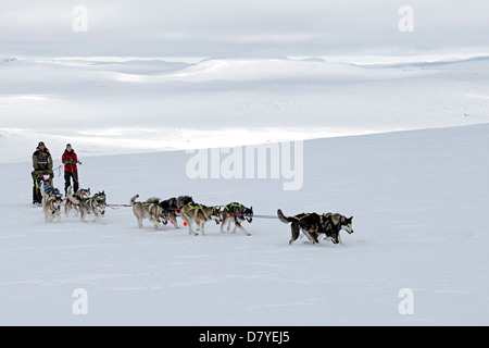 Un dogsled attraversando il Hardangervidda Mountainplateau, Norvegia Foto Stock