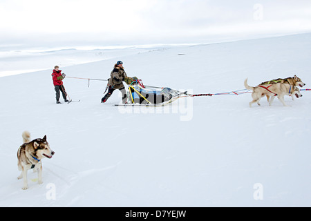 Un dogsled attraversando il Hardangervidda Mountainplateau, Norvegia Foto Stock