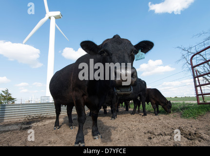 Angus bestiame in un trogolo di acqua nei pressi di un generatore di potenza elettrica in mulino a vento western Oklahoma Foto Stock