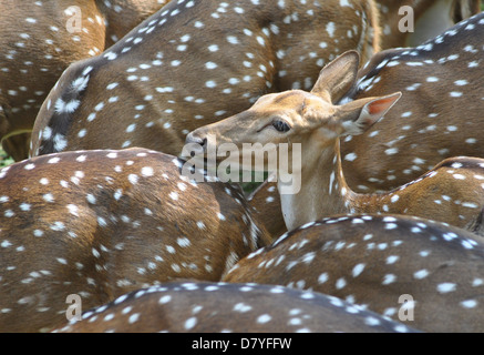 Avvistato cervi in un allevamento guarda in alto. Foto Stock