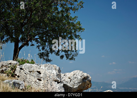 Albero solitario su rocce contro il cielo blu e chiaro su una soleggiata giornata estiva. Foto Stock